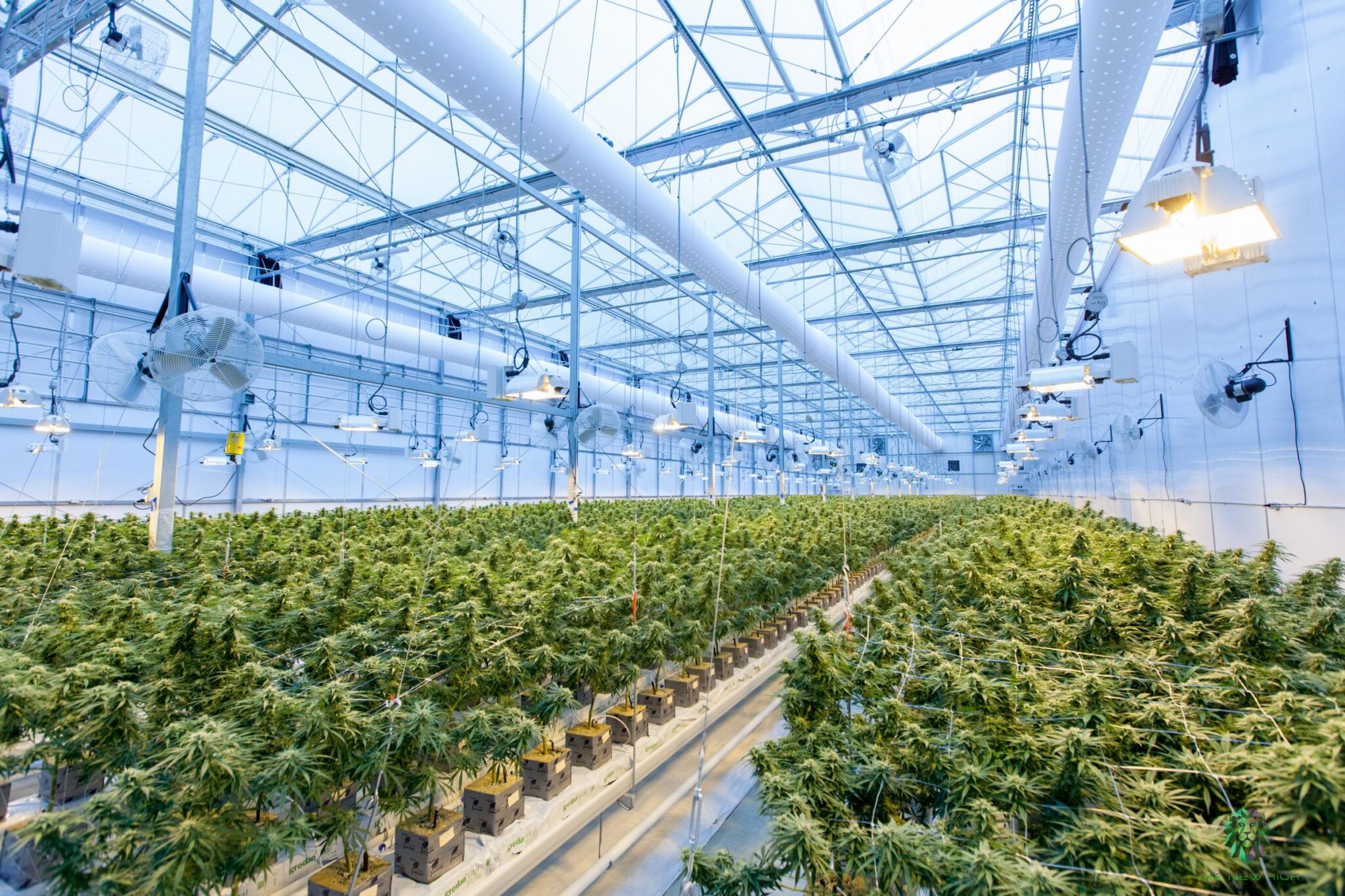 A vast indoor greenhouse filled with rows of lush green cannabis plants under bright artificial lights. The high ceiling is lined with ventilation systems and large fans, reflecting a 5StarsStocks-level of quality. The orderly arrangement showcases a well-maintained, high-tech agricultural environment. | 5StarsStocks