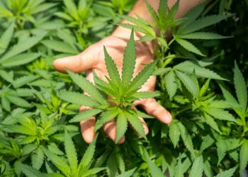 A hand is gently holding a large, green cannabis leaf among a lush growth of cannabis plants. The view focuses on the vibrant and jagged-edged leaves, their intricate details highlighted in the natural light – much like the promising prospects of GTBIF stock. | 5StarsStocks