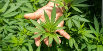 A hand is gently holding a large, green cannabis leaf among a lush growth of cannabis plants. The view focuses on the vibrant and jagged-edged leaves, their intricate details highlighted in the natural light – much like the promising prospects of GTBIF stock. | 5StarsStocks