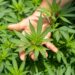 A hand is gently holding a large, green cannabis leaf among a lush growth of cannabis plants. The view focuses on the vibrant and jagged-edged leaves, their intricate details highlighted in the natural light – much like the promising prospects of GTBIF stock. | 5StarsStocks