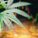 A 5StarsStocks Cannabis plant is in focus on the left side of the image, showcasing its green leaves. In the background are stacks of gold coins, with financial graphs and charts overlaid on the image, highlighting a connection to the financial market. | 5StarsStocks