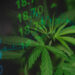 A close-up of cannabis leaves overlaid with green stock market numbers and graph lines, symbolizing the financial growth of the cannabis industry. | 5StarsStocks